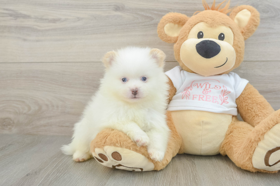 6 week old Pomeranian Puppy For Sale - Lone Star Pups