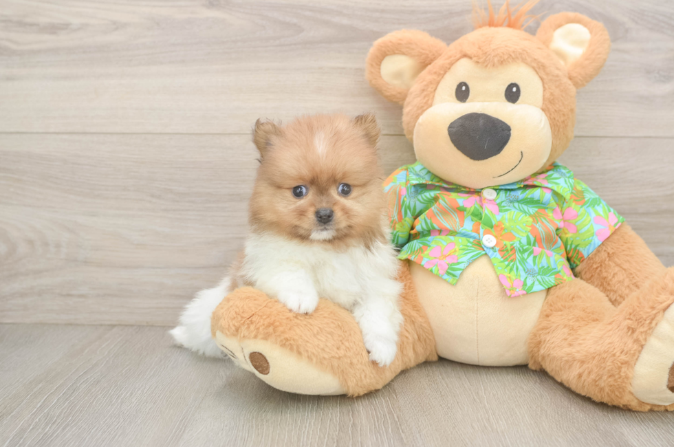 5 week old Pomeranian Puppy For Sale - Lone Star Pups