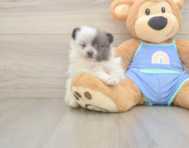 5 week old Pomeranian Puppy For Sale - Lone Star Pups