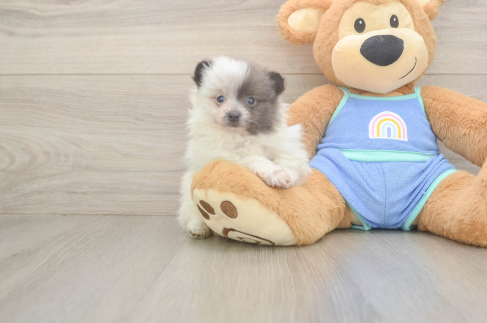 6 week old Pomeranian Puppy For Sale - Lone Star Pups