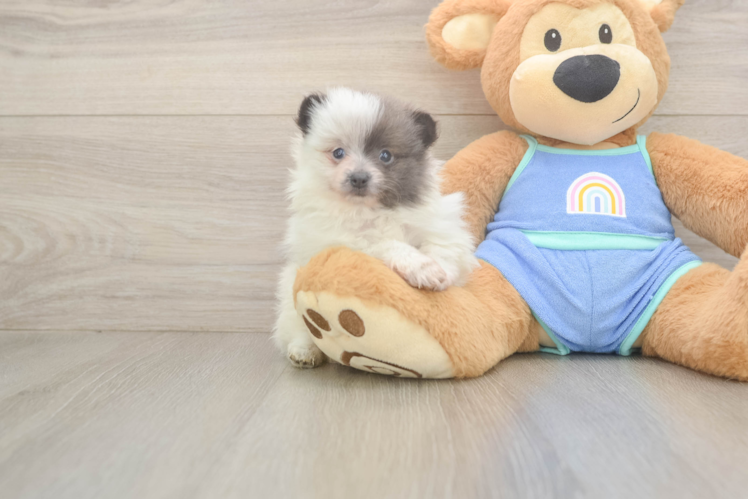 Meet Ike - our Pomeranian Puppy Photo  1/3 - Lone Star Pups Small Pomeranian Baby