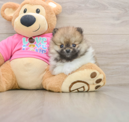 6 week old Pomeranian Puppy For Sale - Lone Star Pups