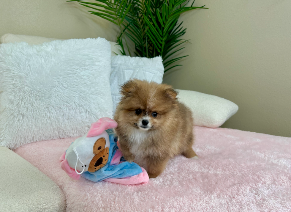 Best Pomeranian Baby