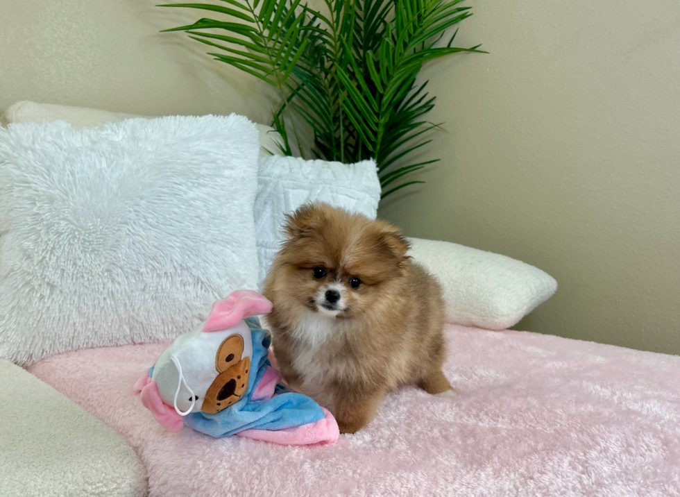 Cute Pomeranian Baby