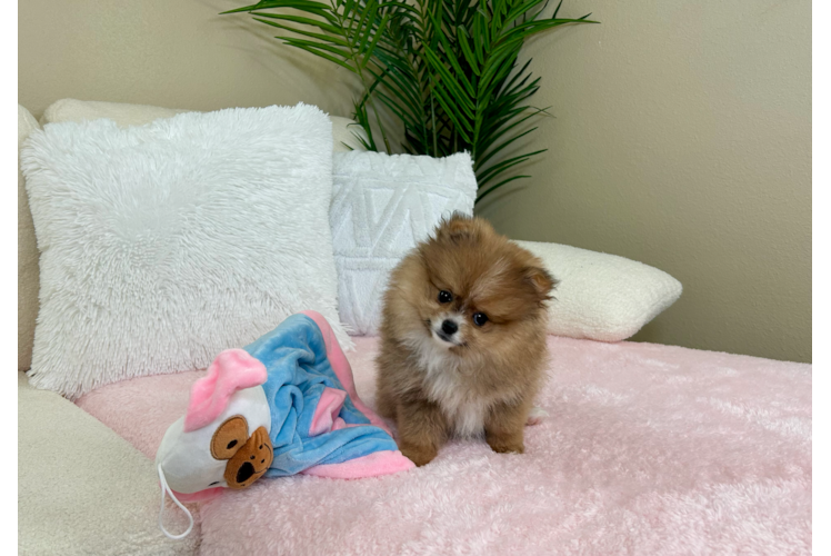 Pomeranian Puppy for Adoption