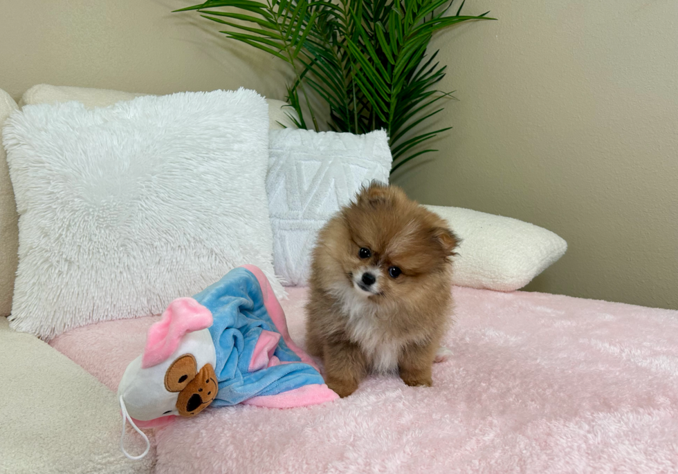 Pomeranian Puppy for Adoption