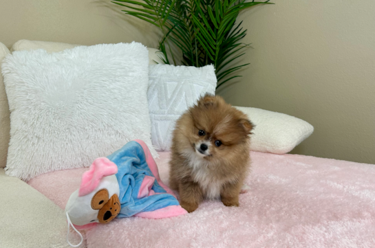 Pomeranian Puppy for Adoption