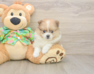 5 week old Pomeranian Puppy For Sale - Lone Star Pups
