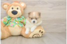 Pomeranian Puppy for Adoption