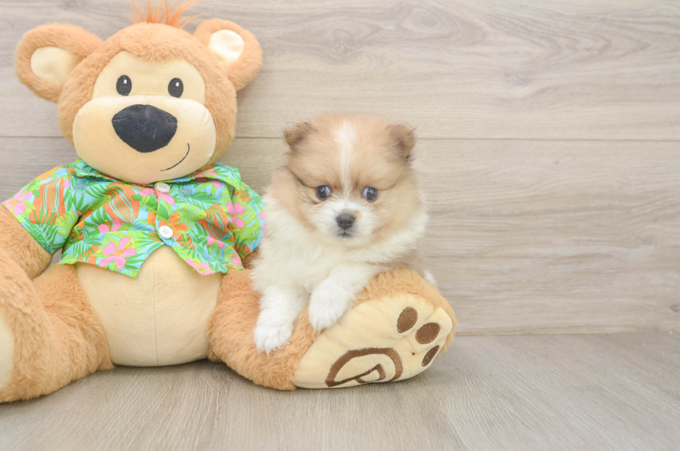 5 week old Pomeranian Puppy For Sale - Lone Star Pups