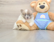 5 week old Pomeranian Puppy For Sale - Lone Star Pups