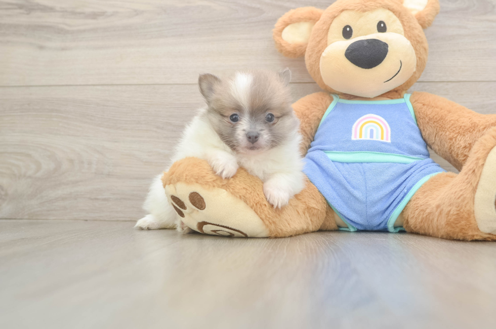 6 week old Pomeranian Puppy For Sale - Lone Star Pups