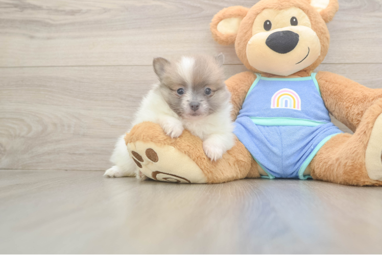 Meet Ira - our Pomeranian Puppy Photo  1/3 - Lone Star Pups Adorable Pom Dog Purebred Puppy