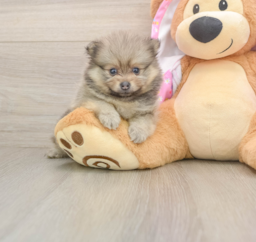 7 week old Pomeranian Puppy For Sale - Lone Star Pups