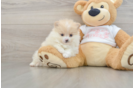 Pomeranian Puppy for Adoption