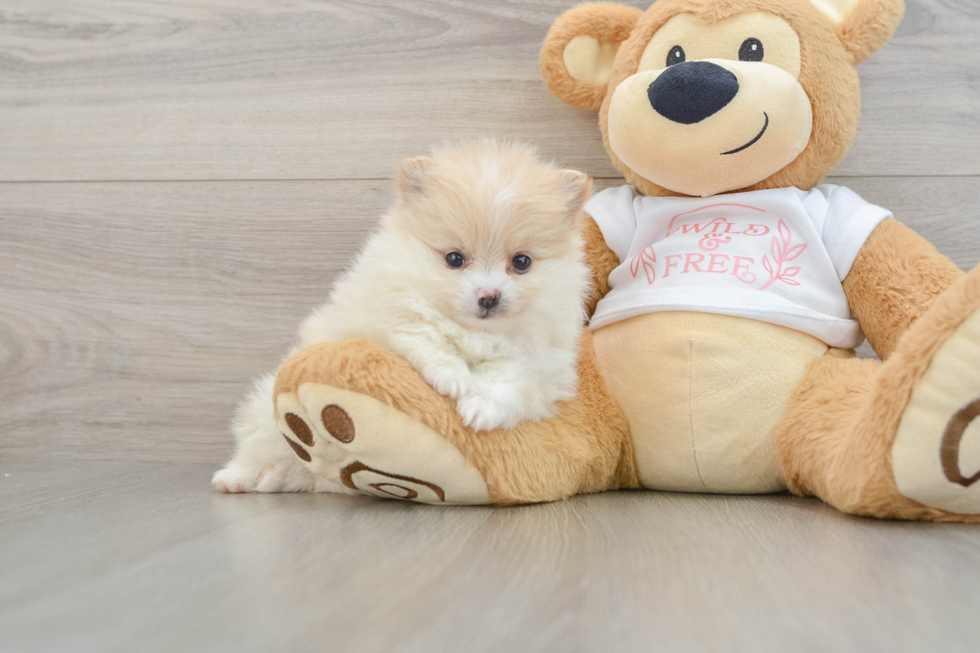 Pomeranian Puppy for Adoption
