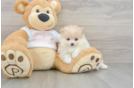 Little Pomeranian Baby