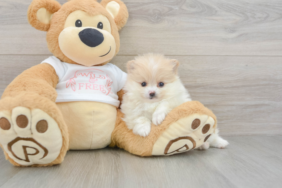 Little Pomeranian Baby