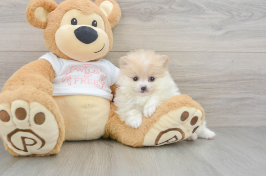 Little Pomeranian Baby