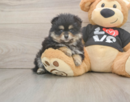 5 week old Pomeranian Puppy For Sale - Lone Star Pups