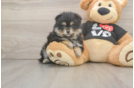 Akc Registered Pomeranian Purebred Pup