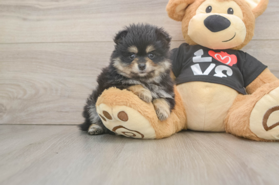 Akc Registered Pomeranian Purebred Pup