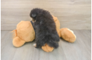Pomeranian Puppy for Adoption