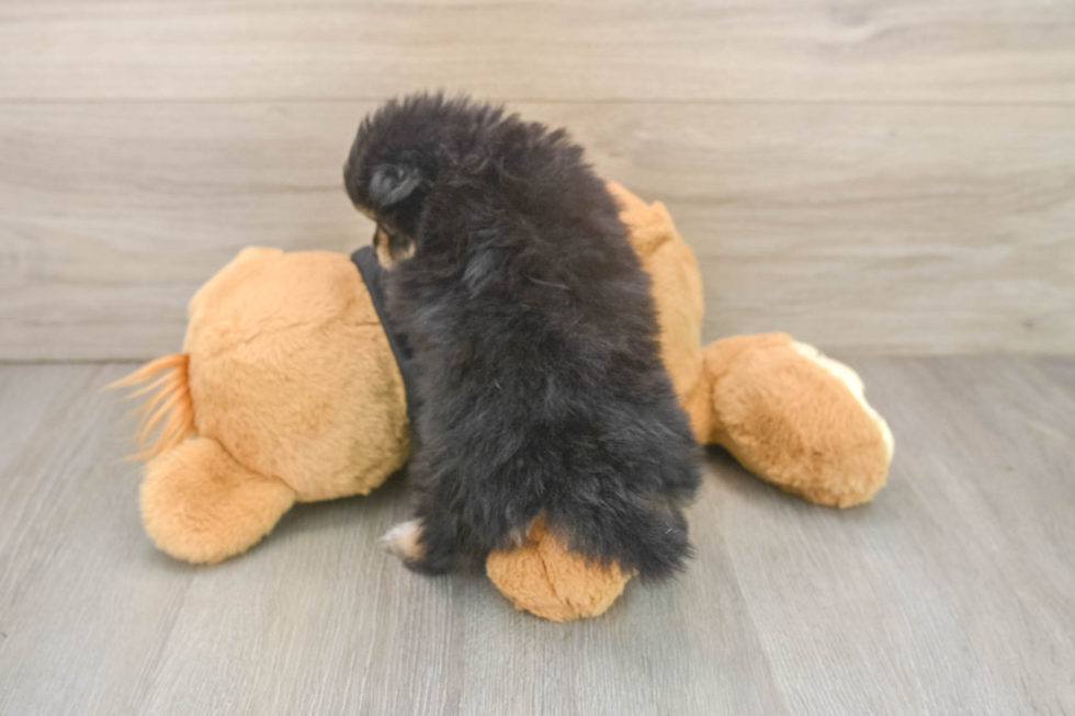 Pomeranian Puppy for Adoption