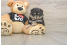 Pomeranian Puppy for Adoption