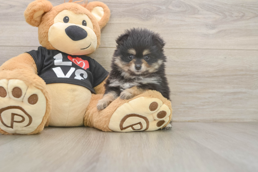 Pomeranian Puppy for Adoption