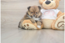 Pomeranian Puppy for Adoption