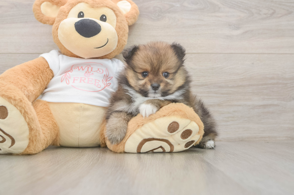 5 week old Pomeranian Puppy For Sale - Lone Star Pups