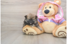 Pomeranian Pup Being Cute