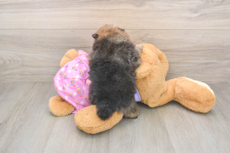 Pomeranian Pup Being Cute