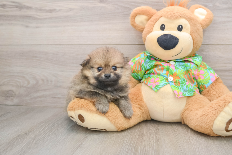 Hypoallergenic Pomeranian Baby