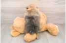Pomeranian Puppy for Adoption