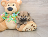 5 week old Pomeranian Puppy For Sale - Lone Star Pups
