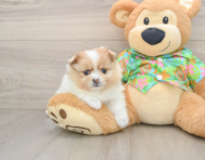 7 week old Pomeranian Puppy For Sale - Lone Star Pups