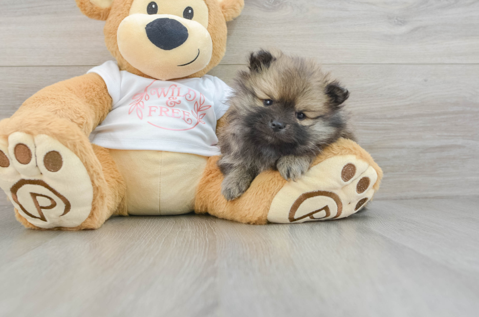 8 week old Pomeranian Puppy For Sale - Lone Star Pups