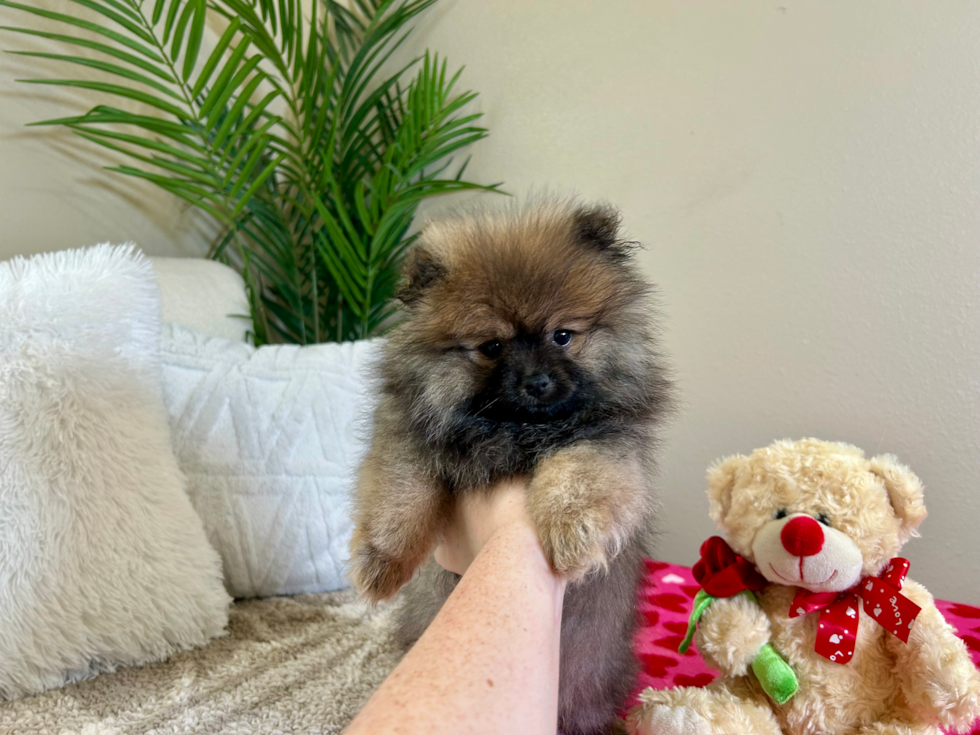 Cute Pomeranian Baby