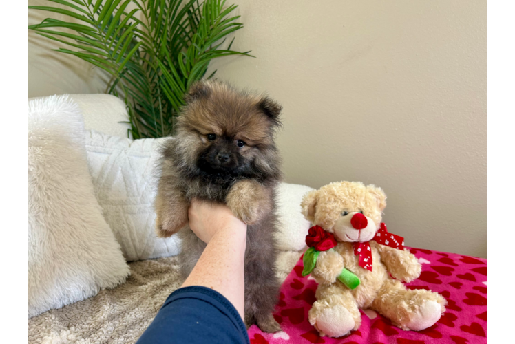 Best Pomeranian Baby
