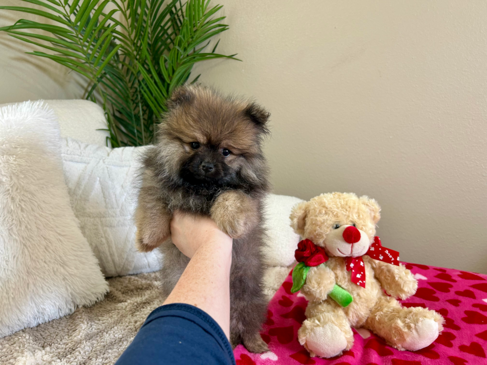 Best Pomeranian Baby