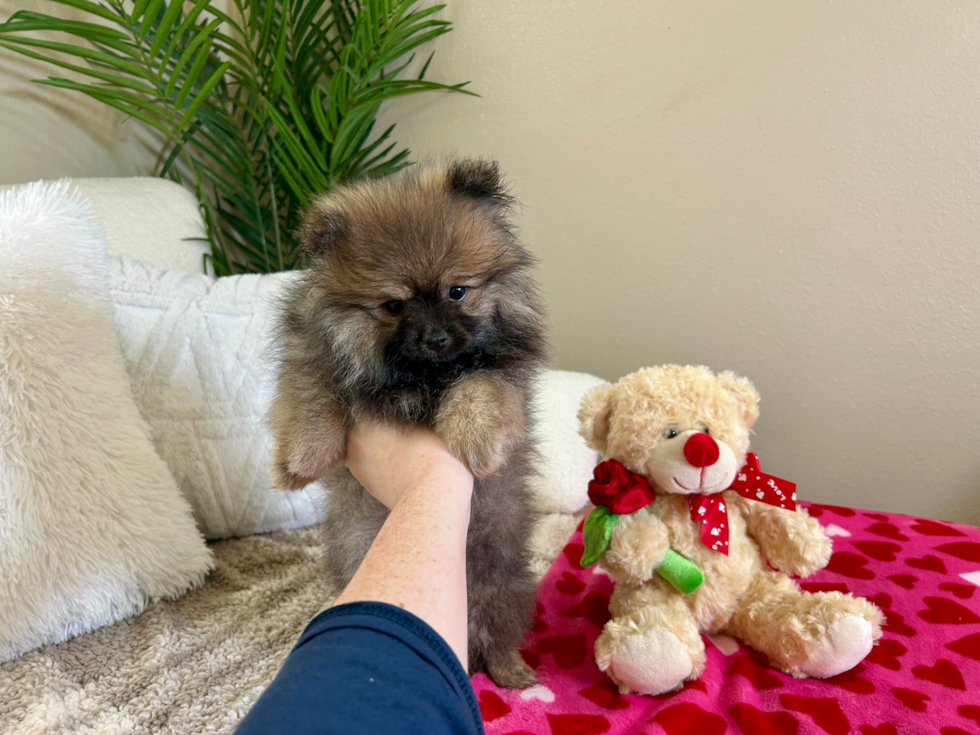 Cute Pomeranian Baby