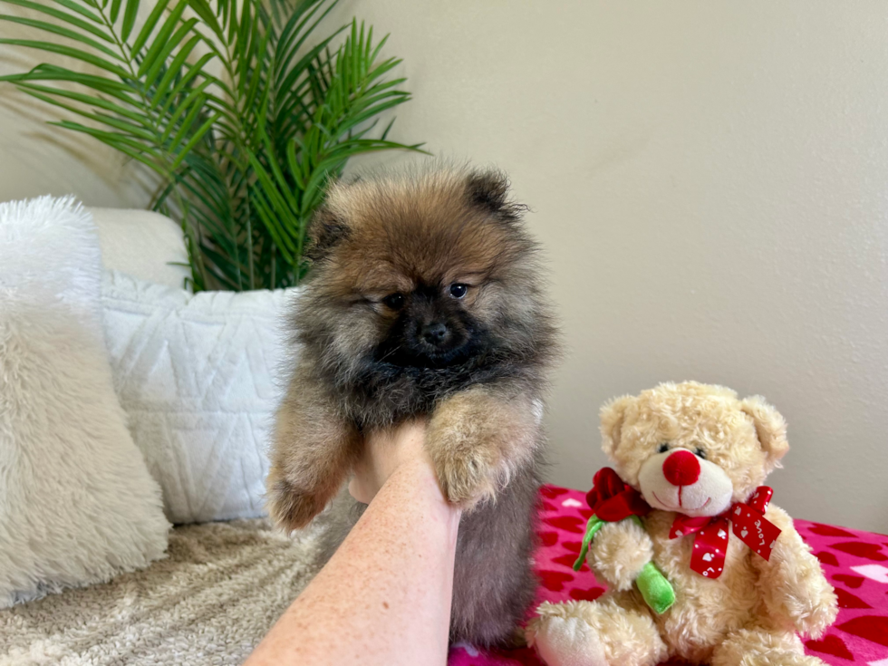 Pomeranian Puppy for Adoption