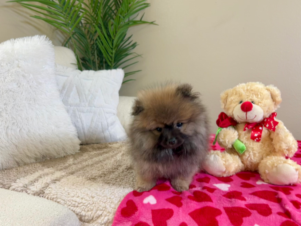 Best Pomeranian Baby
