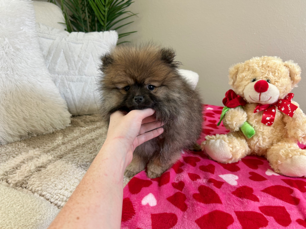 Pomeranian Pup Being Cute