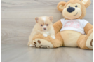 Pomeranian Puppy for Adoption