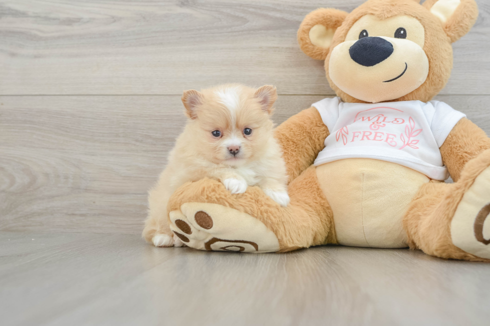 Pomeranian Puppy for Adoption