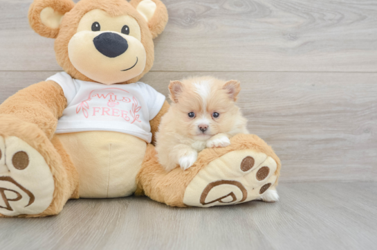 Friendly Pomeranian Purebred Pup