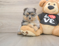 5 week old Pomeranian Puppy For Sale - Lone Star Pups